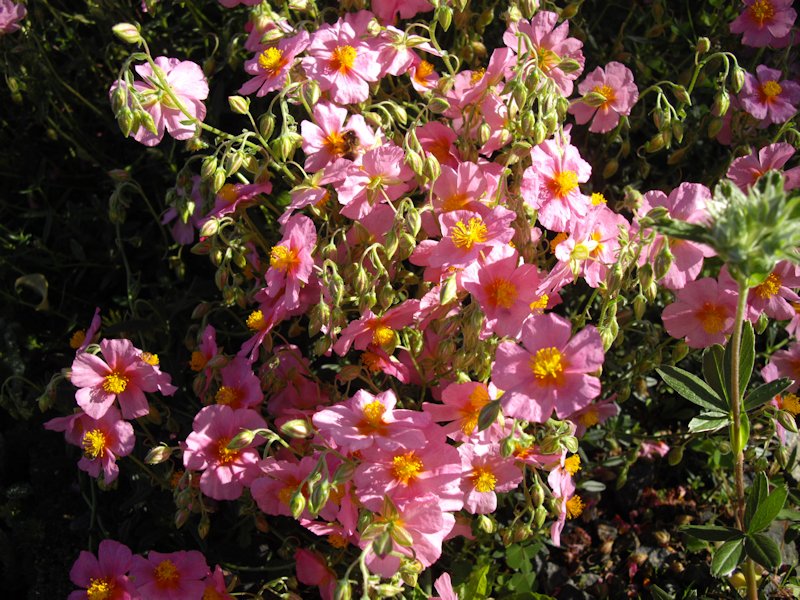 Helianthemum nummularium ssp pyrenaicum photo